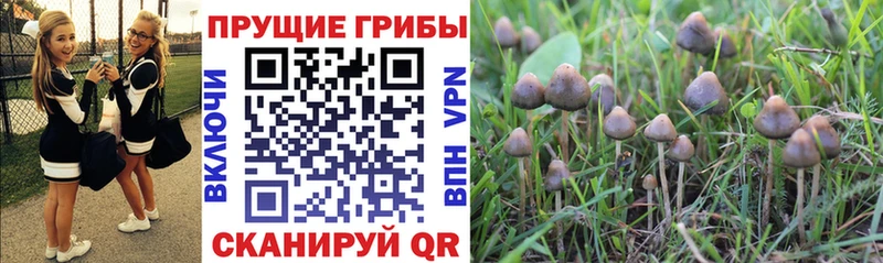 KRAKEN сайт  Прохладный  Галлюциногенные грибы ЛСД  цены наркотик 